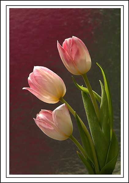 Pink Tulip Trio   Copy
